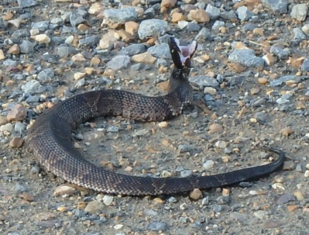 Snake with fangs on the trail.