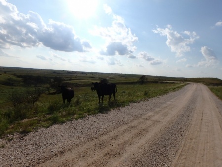 Cows in Roadway