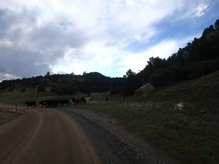 More cows on the road