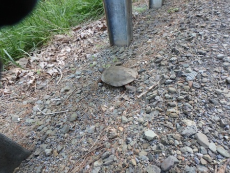 Little Snapping Turtle